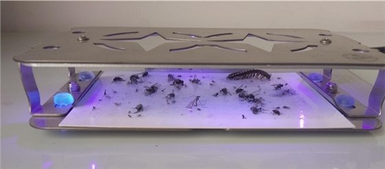 景隆獵蠅者LED滅蒼蠅燈