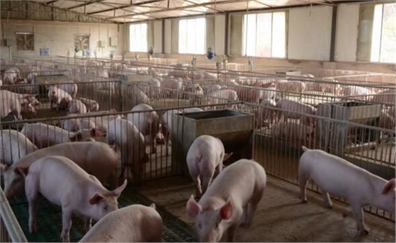 養殖場滅鼠器廠家教你發現老鼠應該如何防制