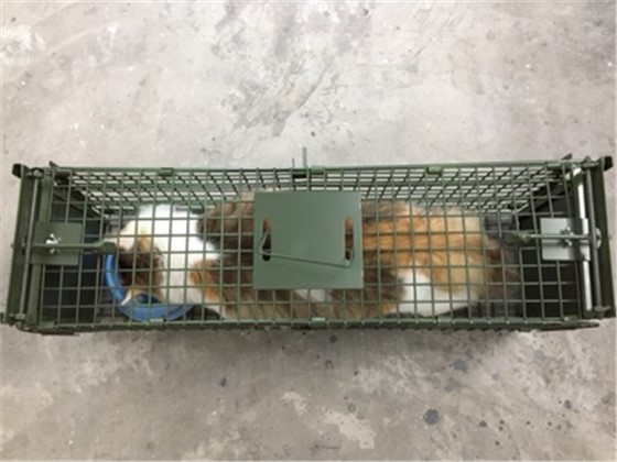 景隆捕捉籠救助流浪貓