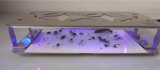 景隆獵蠅者滅蠅燈