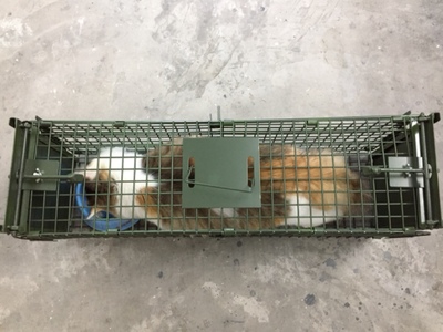 景隆捕捉籠救助流浪貓